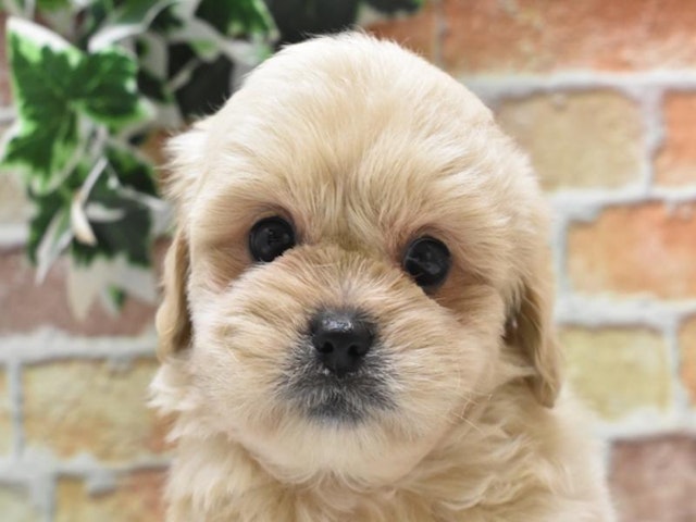 広島県のハーフ犬・ミックス犬 (ペッツワン広島LECT店/2024年5月25日生まれ/男の子/クリーム)の子犬